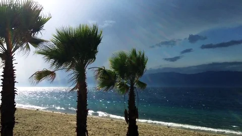 Palm trees on a beach Stock Footage 69959164