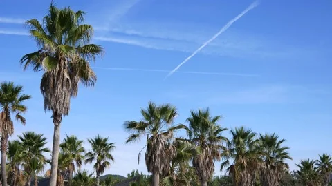 Palm trees on the beach Видео 80022495