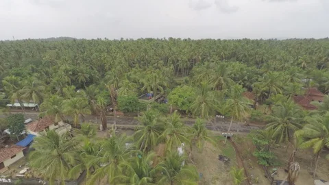 Palm trees by the beach 스톡 동영상 86517200