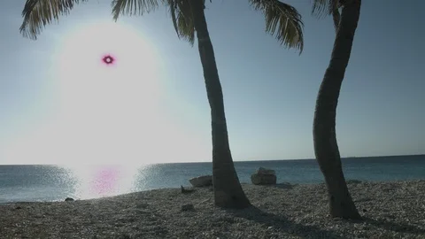 Palm trees at the beach Stock Footage 87707172