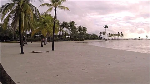 The palm trees beach Stock Footage 96215930