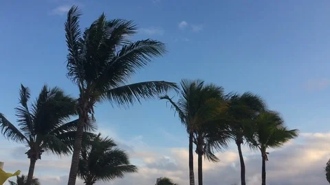 Palm Trees On The Beach Stockbeeldmateriaal 102240595