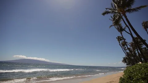 Palm Trees At The Beach Stock Footage 104808387