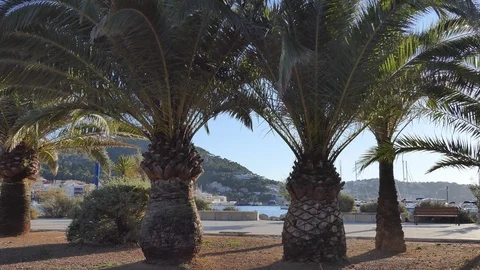 Palm trees on the beach. Stock Footage 106156593