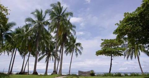 Palm trees on the beach Stock-Footage 127119417
