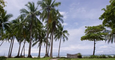 Palm trees on the beach Stock Footage 127119419