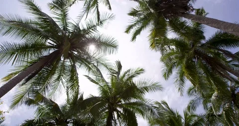Palm trees on the beach Stock-Footage 127119651