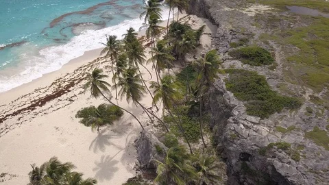 Palm Trees on Beach Stock Footage 127773225