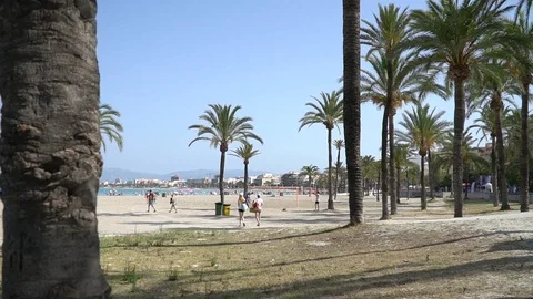 Palm trees on the beach Stock Footage 128349923