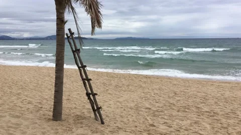 Palm trees on the beach Stock Footage 146936555