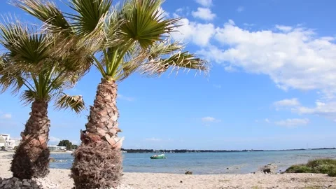 Palm Trees by the beach Stock-Footage 152976767