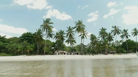 Palm trees on the beach Stock Footage 162778223