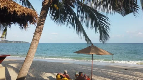 Palm trees on a beach Stock Footage 220317631