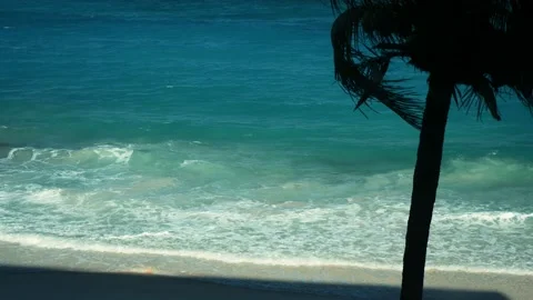 Palm trees on the beach 動画素材 237194023