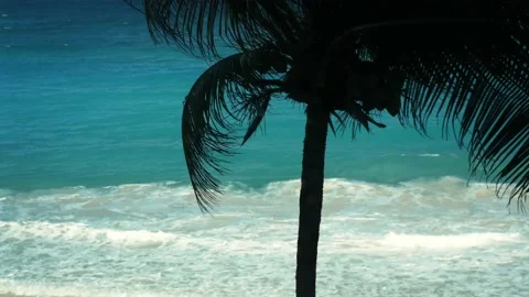 Palm trees on the beach Stock Footage 237194060