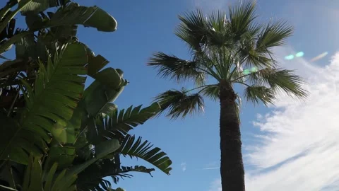 Palm trees on the beach Vidéo 255608386