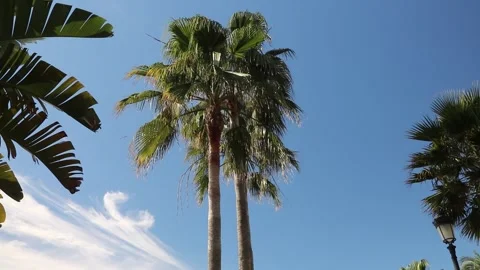 Palm trees on the beach Vidéo 255608403