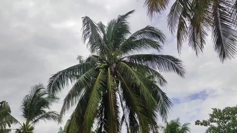 Palm trees on the beach Stock Footage 269690582