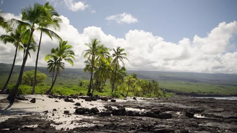Palm Trees on a beach Video stock 313221648