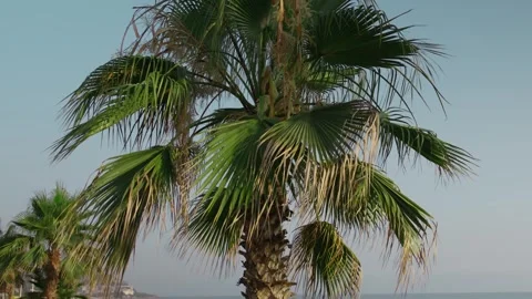 Palm Trees on Beach Stock Footage 339703808