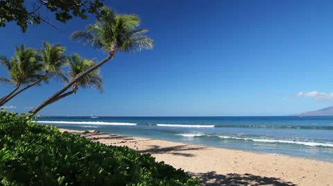 Palm trees on the beach in Hawaii. Stock-Footage 25243395