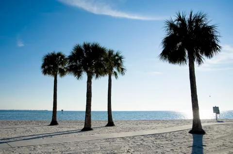 Palm Trees on Beach, Hernando Beach, Florida, USA Stock Photos