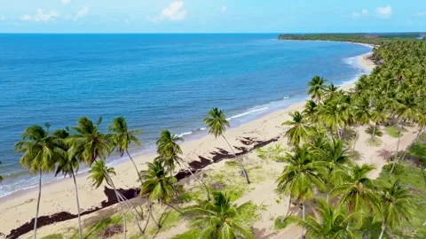 Palm trees on the beach of an idyllic tropical paradise island. Видео 345599448
