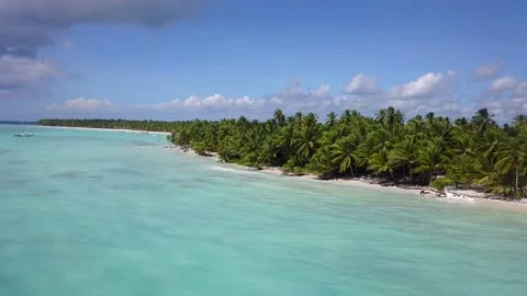 Palm trees on the beach of Isla Saona. Dominican Republic Stock Footage 165875725