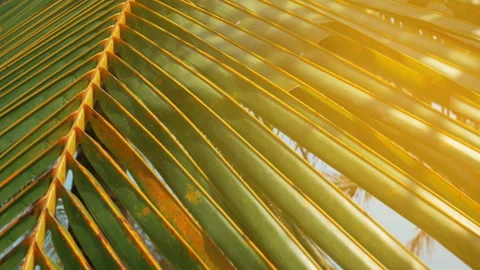 Palm trees on the beach, light wind on hot summer day Stock Footage 90435038