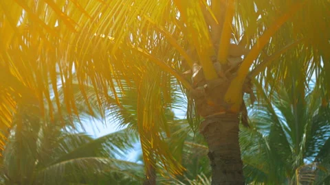 Palm trees on the beach, light wind on hot summer day Stock Footage 90436432