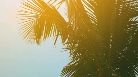 Palm trees on the beach, light wind on hot summer day Stock Footage 90437090