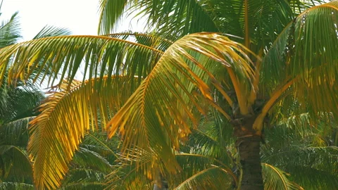 Palm trees on the beach, light wind on hot summer day Stock Footage 90437691