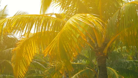 Palm trees on the beach, light wind on hot summer day Stock Footage 90437920