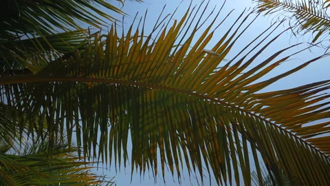 Palm trees on the beach, light wind on hot summer day Stock Footage 90438582
