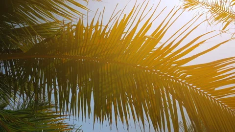 Palm trees on the beach, light wind on hot summer day Stock Footage 90438728