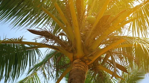 Palm trees on the beach, light wind on hot summer day Stock Footage 90439441