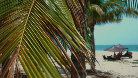 Palm trees on the beach, light wind on hot summer day Stock-Footage 90439895