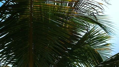 Palm trees on the beach, light wind on hot summer day Stock Footage 90440329