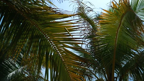 Palm trees on the beach, light wind on hot summer day Stock Footage 90441536