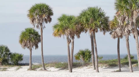 Palm Trees Beach &amp; Ocean Stock Footage 36606793