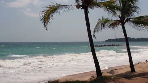 Palm trees on the beach by the ocean on a warm sunny day. Postcard scene Stock Footage 153044429