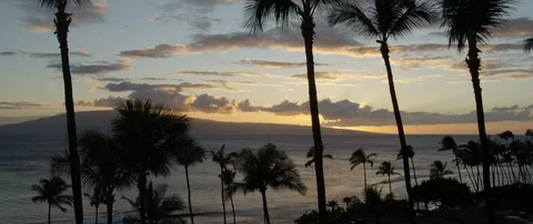 Palm trees on the beach over looking the beautiful sea at sunset Stock Footage 97345705