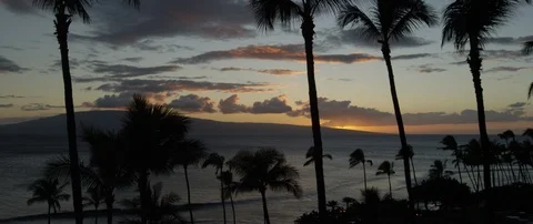 Palm trees on the beach over looking the beautiful sea at sunset Stock Footage 97345876