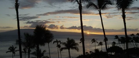 Palm trees on the beach over looking the beautiful sea at sunset Stock Footage 97346047