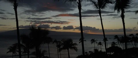 Palm trees on the beach over looking the beautiful sea at sunset Stock Footage 97346321