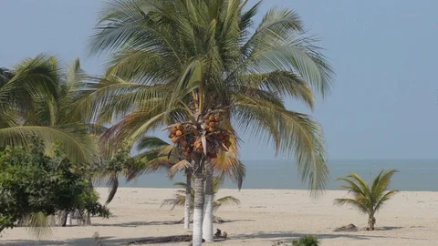 Palm trees at a beach at the Pacific Ocean in South America, Peru Video stock 115910765