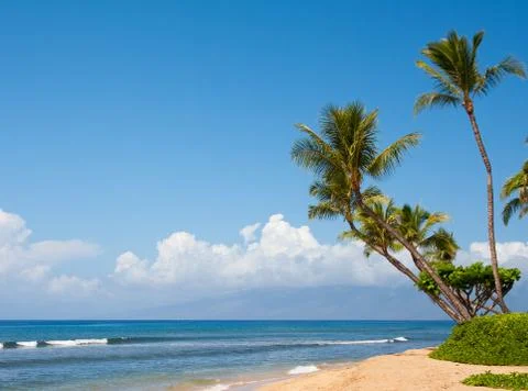 Palm trees on beach Stock Photos