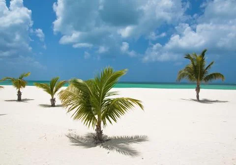 Palm trees on beach Foto stock