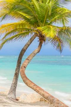 Palm trees on the beach. Foto stock
