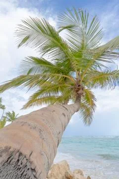 Palm trees on the beach. Stock Photos